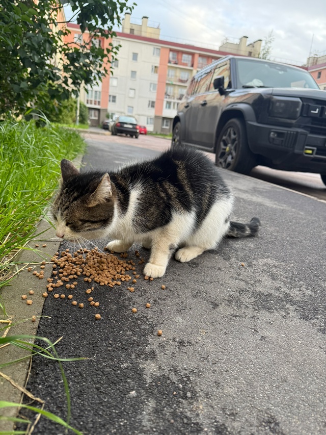 Во дворах на Ропшинском шоссе появился котик (кошечка)....