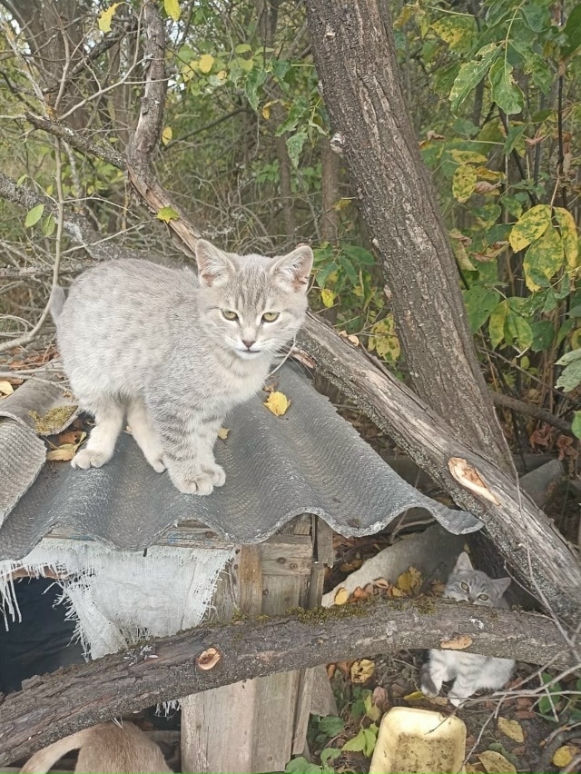 Котики-бездомыши в добрые руки
89105216491 Елена