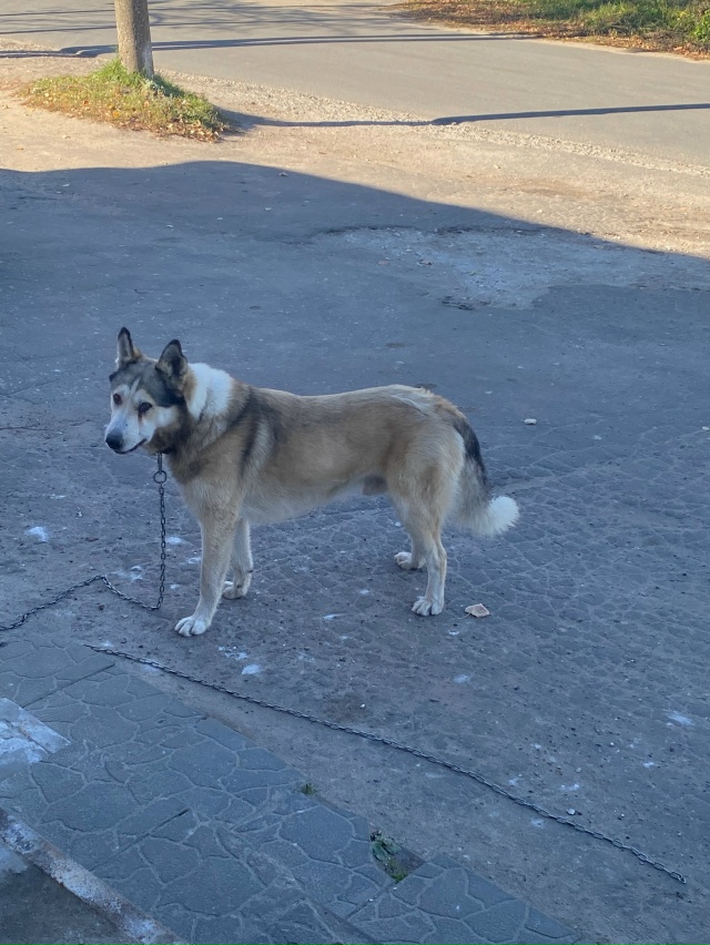 Чья собака? Бегает около церкви
Анонимно