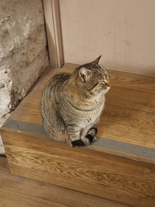 Котики в Стамбуле.
Если я была бы котиком, то хотела бы ?...