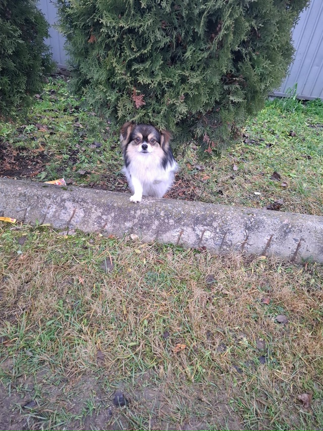 Добрый день! Найдена собака в поселке Михалково по ули?...