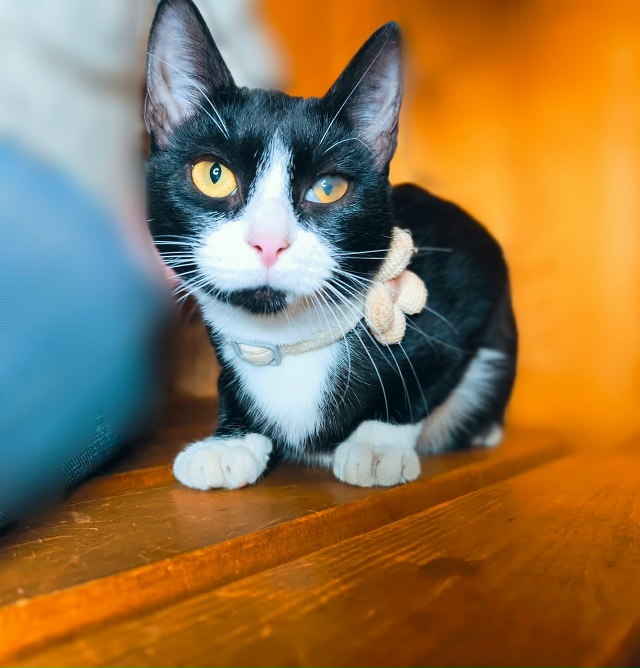 Сестрицы Милашка и Кнопочка, очаровательные девчонки ?...