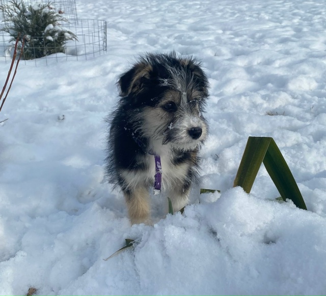 Ищем дом для этой малышки.
Девочка, примерно 3 месяца. Б?...