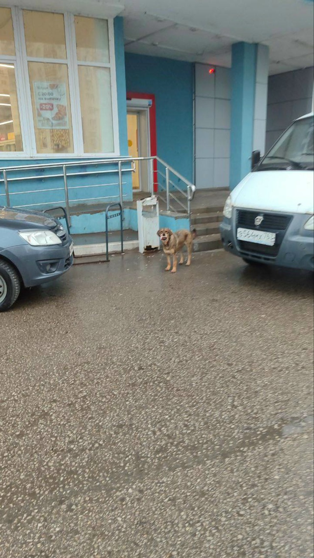 Горожане жалуются на бездомных собак.
«В Волгаре, у до?...