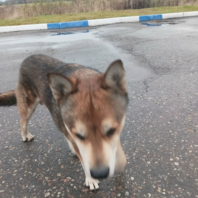 Родники!
Найден слепой пес. У кого убежал?
т. 89051556713