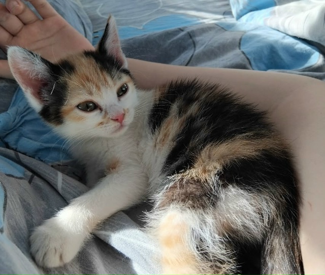 Потерялась кошка, в районе администрации. Может кто ви?...