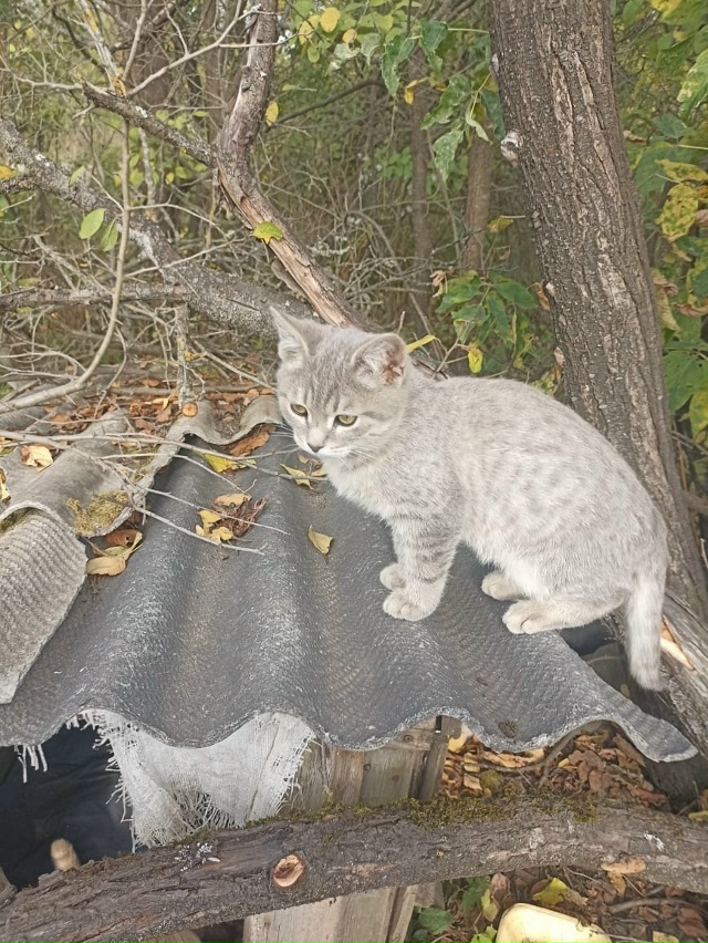 Котики-бездомыши в добрые руки
89105216491 Елена