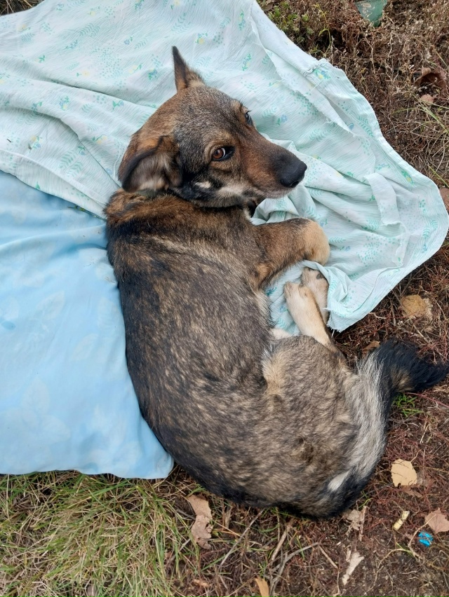 Чья собака?Сбила машина.Волантеры повезут в вет.клиник...