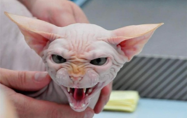 График глистогонки кошек зависит от образа жизни и тип...