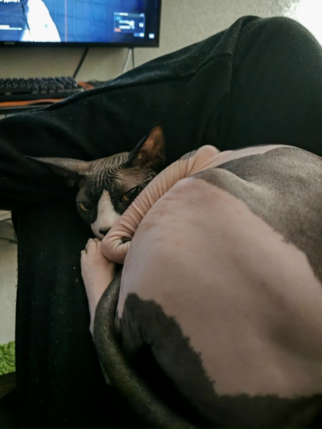 Гермес и его приключения в квартире.