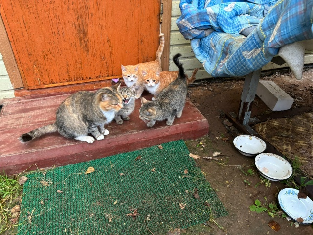 Ищем дом котятам и кошке. Подкинули на дачный участок п...