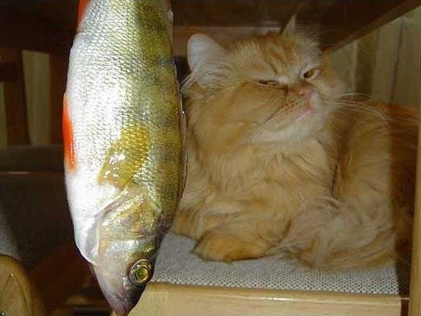 Наташ! Сырую??? В чешуе? Cама ешь!