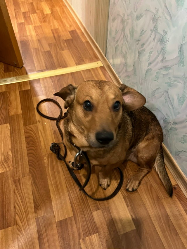 Потерялась собачка, с ошейником и поводком, прошу кого ...