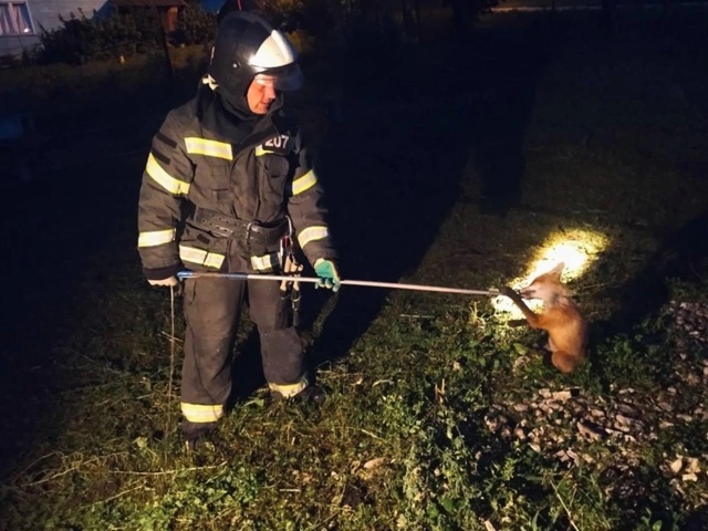 Спасатели Подмосковья освободили лисенка, просидевше?...