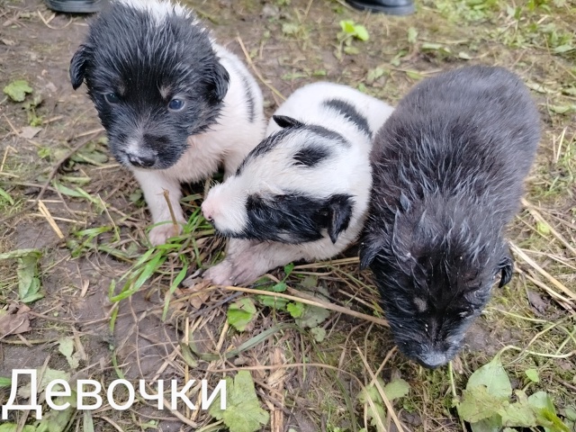 СРОЧНО!ПОЖАЛУЙСТА, ПОМОГИТЕ РАСПРОСТРАНИТЬ!Ищут самые...