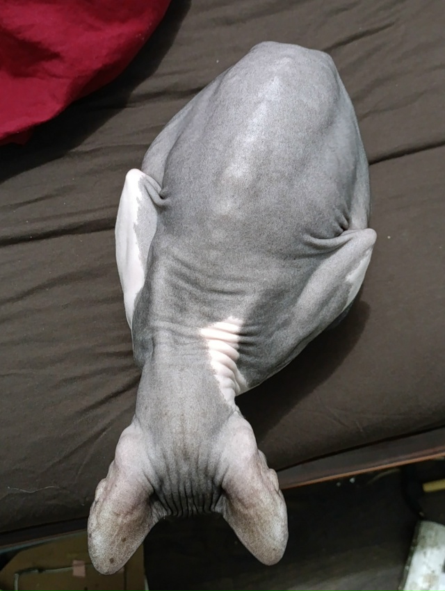 У меня дома живёт яйцо.
Как бы вы назвали его? Мне кажет...