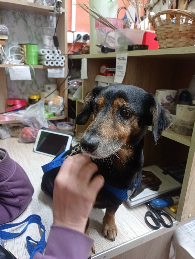 Найдена собака (кобель) в районе остановки Поликлиника...