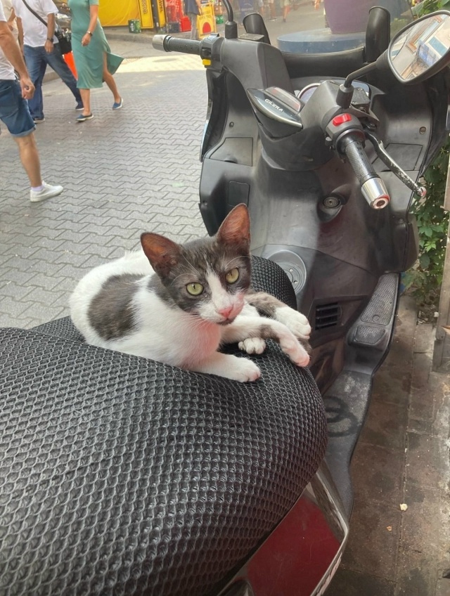 Коты района Балат. Стамбул.