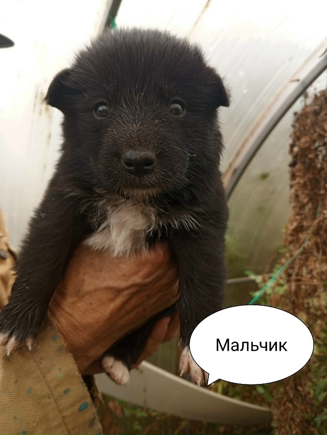 Очаровательные красавчики-карапузы срочно ищут дом! ???...