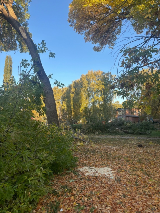 Здравствуйте! Город Салават , почему спилили деревья , ?...