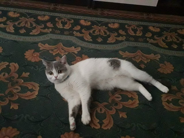 Пропала кошка
Кличка - Люся
Пол:Женский
Пропала приме...