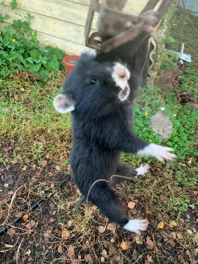 ?В Балтачевском районе поймали дикого хомяка-агрессо...