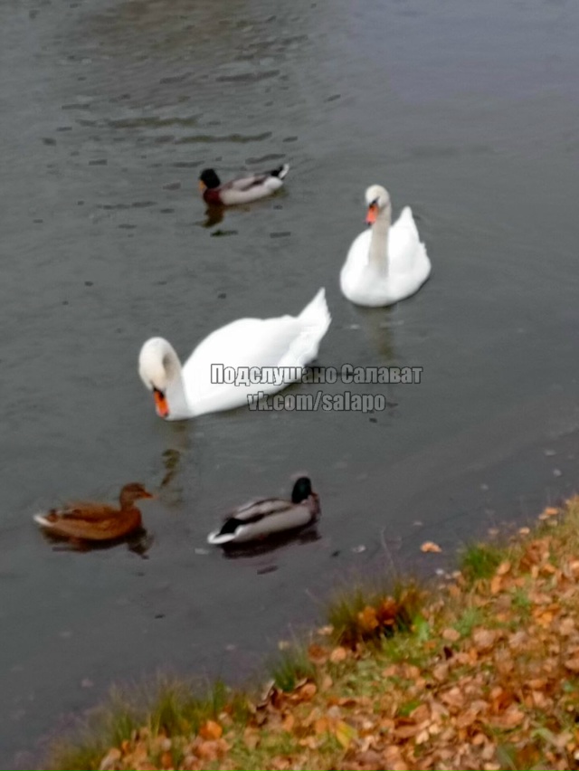 Тёплый осенний день в Салавате ☀