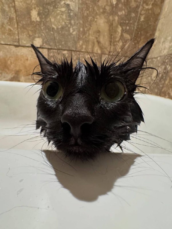 Кто-то за ето ответит….