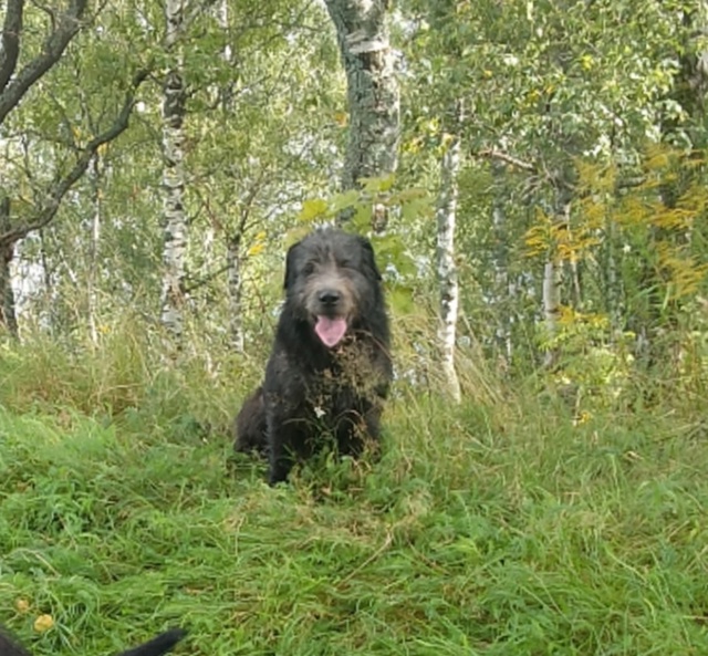 Убежал щенок 🐶кто видел напишите в личку или под пост?...