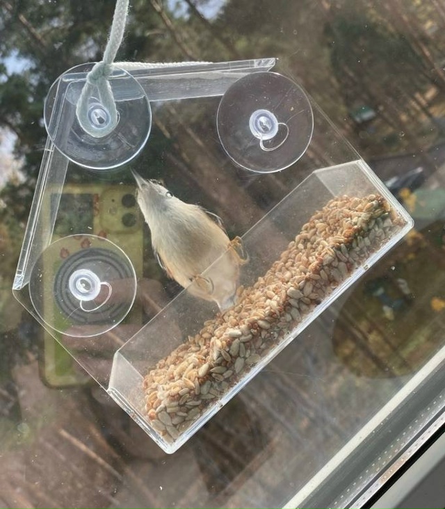 Повесели кормушку месяц назад , насыпаем сырые семечки...