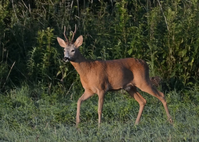 На даче под Можайском
Фотограф Ольга Дмитриева ?