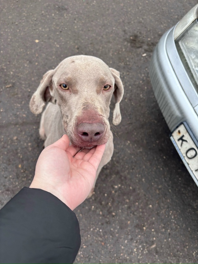 Анонимно. Чья собачка бегает у Атруса по Борисоглебско...