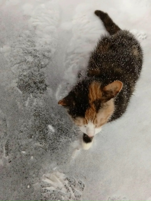 Ребята нашли котёнка девочку на улице. Может кто-то хоч...