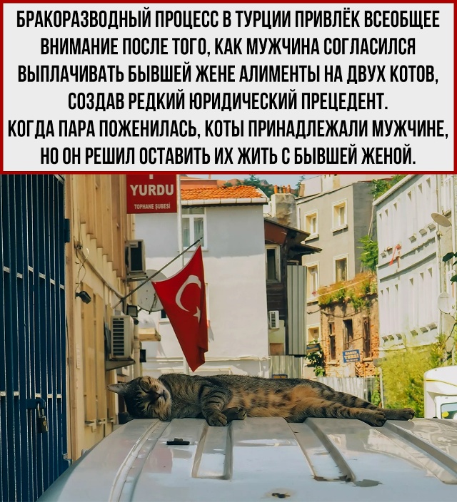 Если реинкарнация реальна, то в следующей жизни мне бы ...