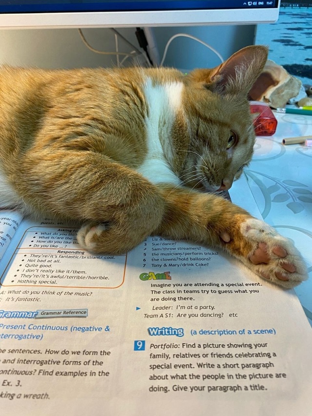 Пропал кот квартал Лесной 4,может кто то видел, приютил...