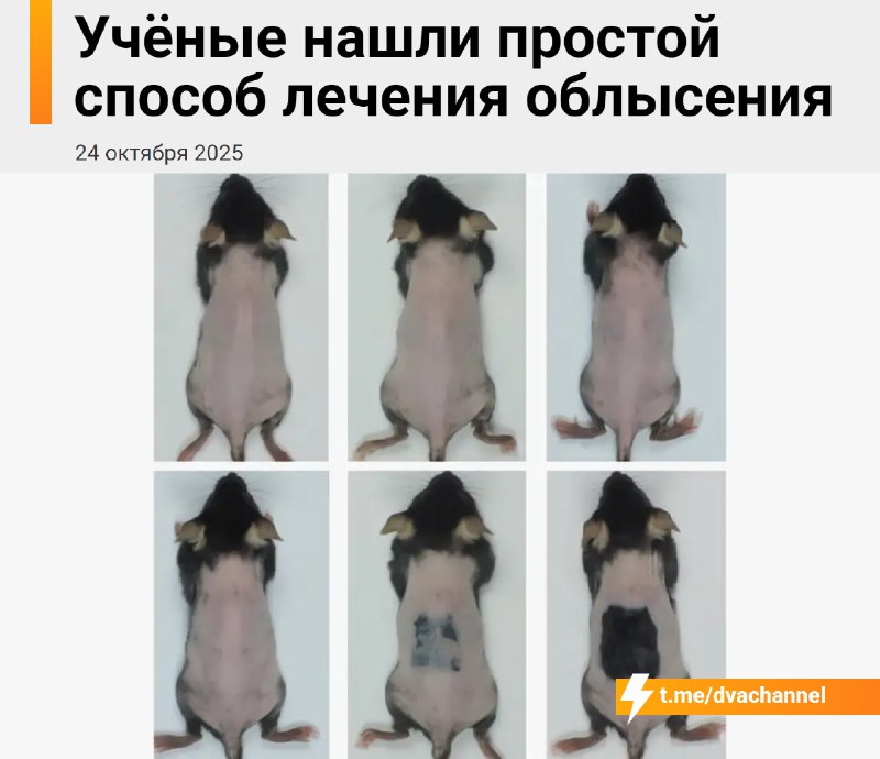 ⚡️Лысина умерла сегодня: учёные нашли надёжный способ остановить облысение и вернуть волосы всего за