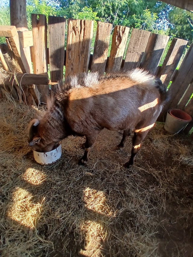 Продам племенного козла 🐐 Нубийской породы. И петуха ?...