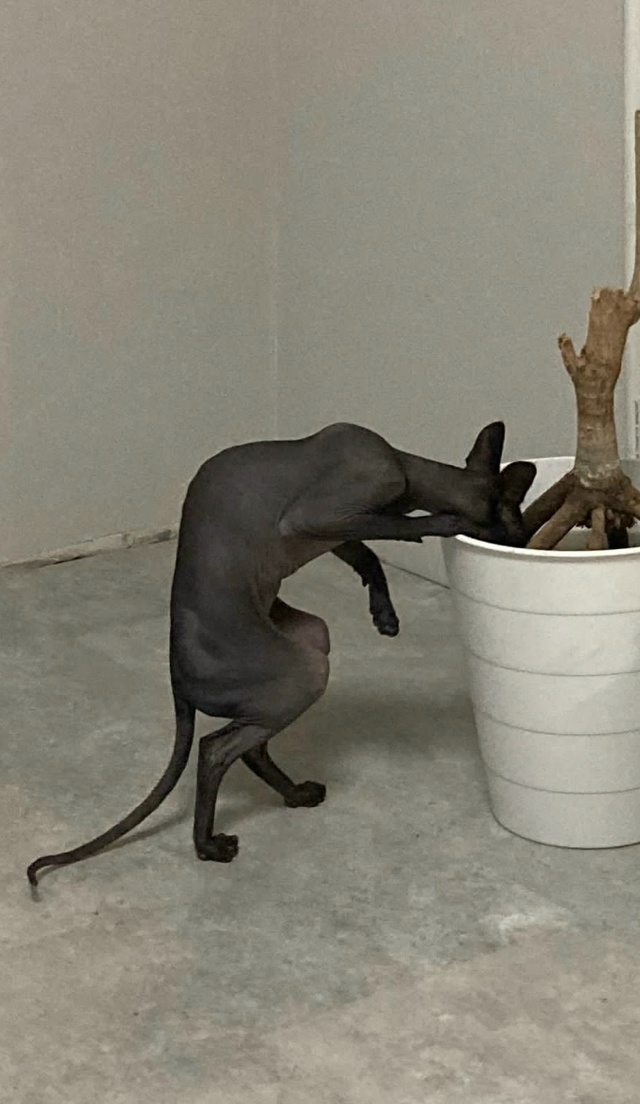 Проверяет уровень воды у цветка🤣