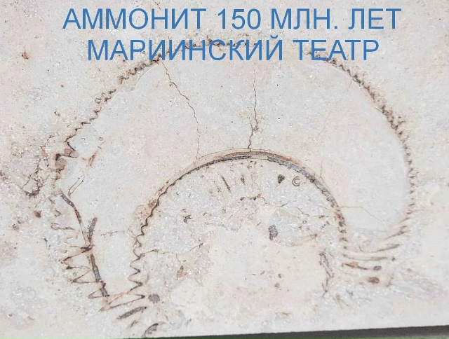 Трилобиты в Санкт-Петербурге Трилобиты — это небольш...