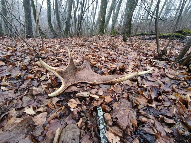 🦌 В Жигулевском заповеднике лоси сбрасывают рога
Ко...
