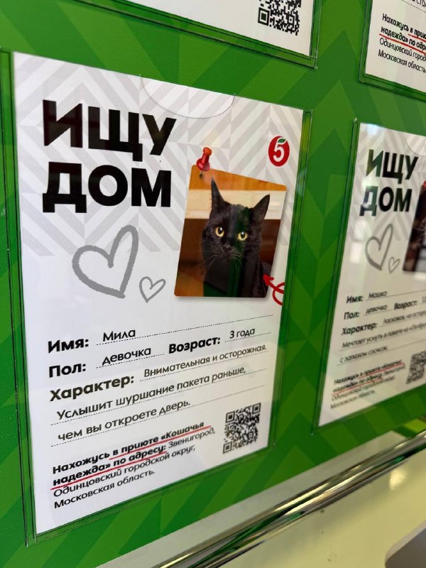 Кошечки из приюта появились в Пятёрочке 🥹 Точнее, их анкеты — ребята из Пятёрочки навещали приют, г