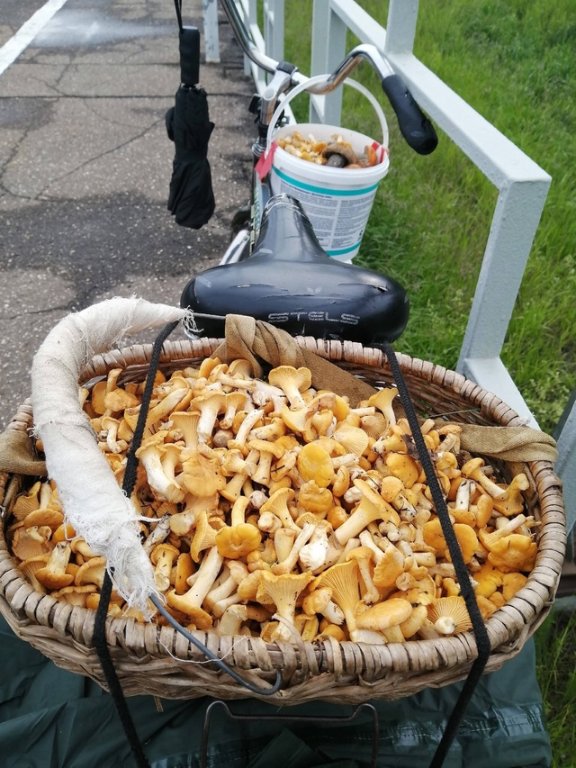 Грибное счастье