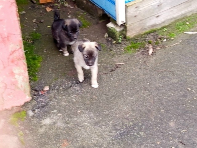 На рынок подбросили щенят девочек помогите пристроить