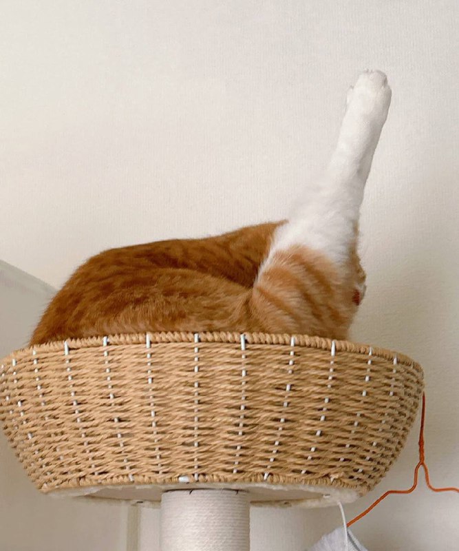 Мистарб куриная ножька из кфс?????