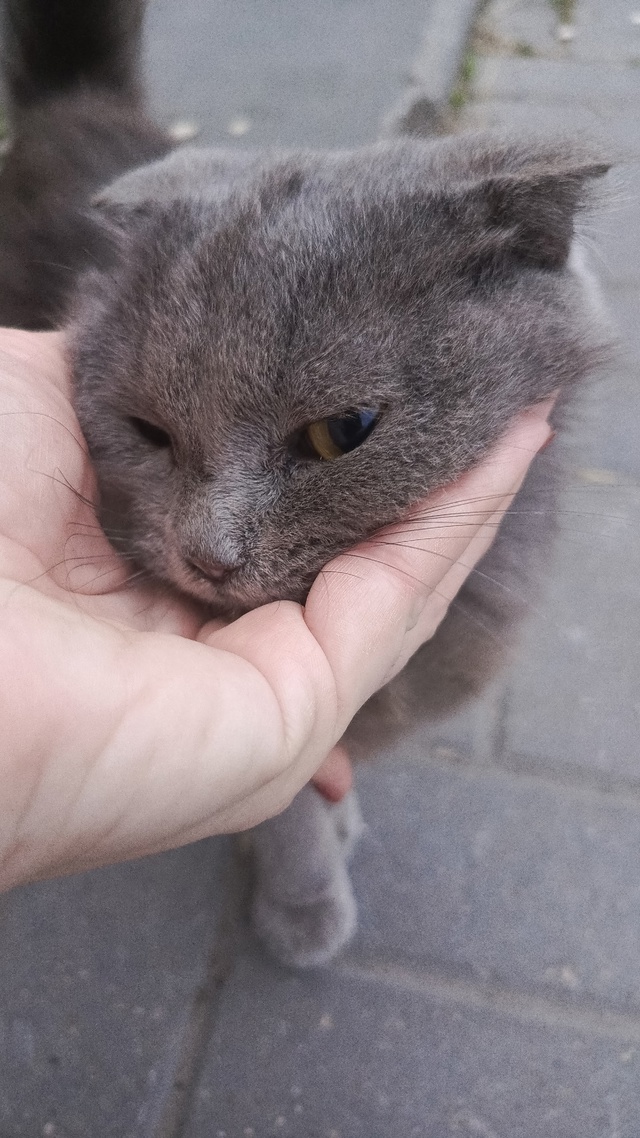 Наигрались и выбросили . Пока здоровая , чистая котейка...