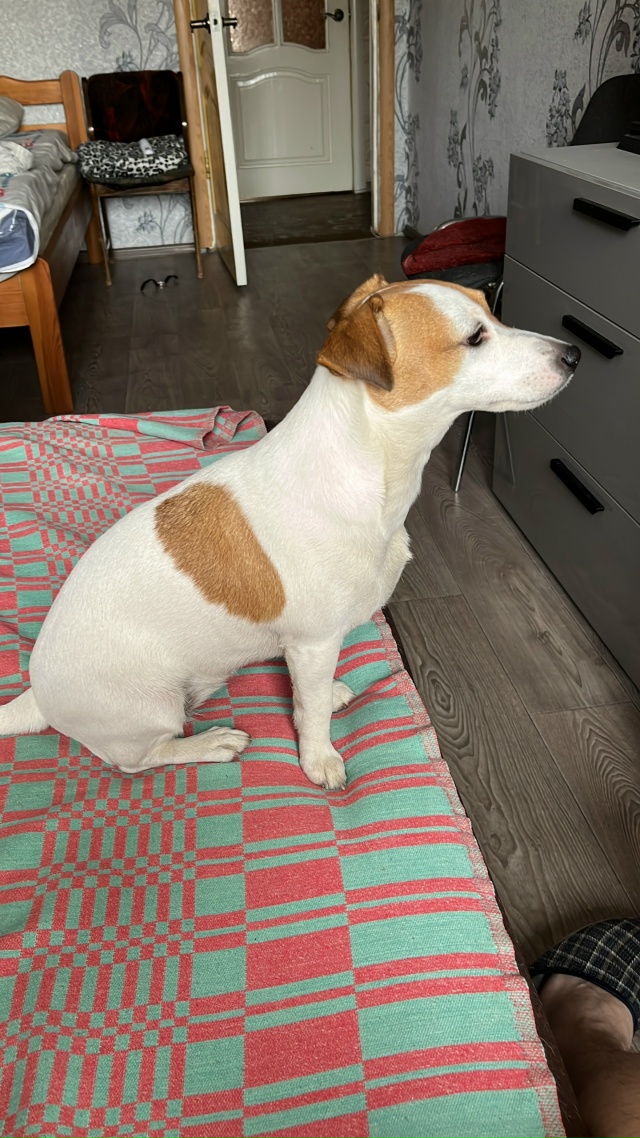 Пропала собака 🐶
Порода: Джек Рассел.
Кличка: Вита.
Зв...