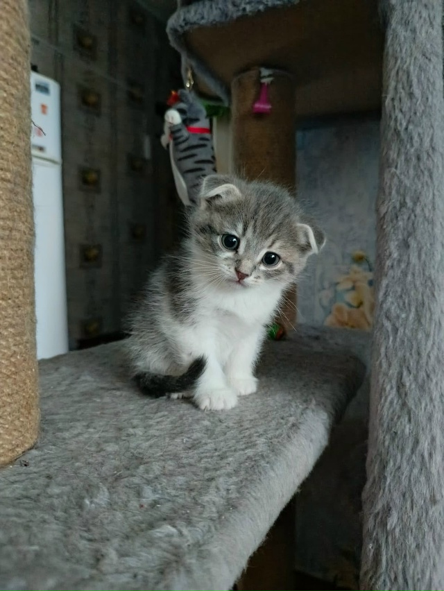 Котятки в добрые руки, все мальчики
В лоточек ходят, ку?...