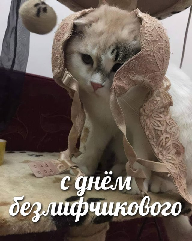 Сегодня отмечается День без лифчика
В этот день тянки могут ходить без лифчика и все этому будут то