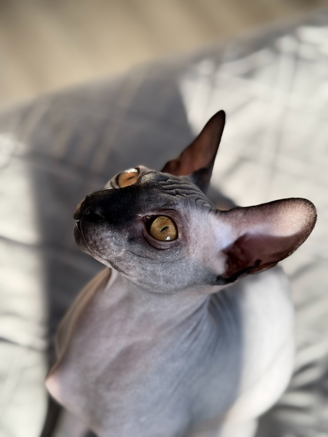 Это Смоки красавчик ?‍⬛