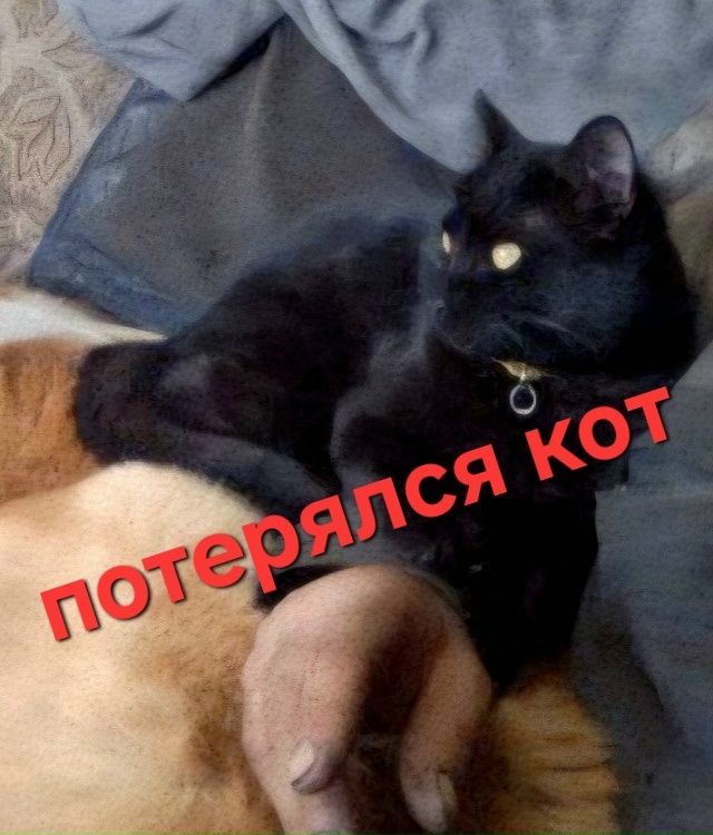 ‼️ПОТЕРЯЛСЯ В ЕВПАТОРИИ ‼максимальный перепост!!! ИЩ?...